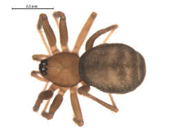 Image of Improphantes complicatus (Emerton 1882)