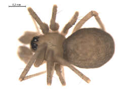 Image of Improphantes complicatus (Emerton 1882)