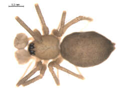 Image of Improphantes complicatus (Emerton 1882)