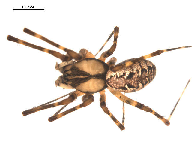 Sivun Pityohyphantes subarcticus Chamberlin & Ivie 1943 kuva