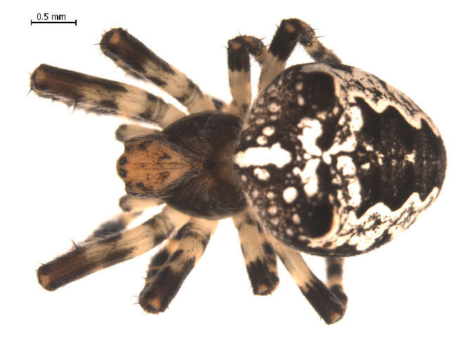 Image of Araneus nordmanni (Thorell 1870)