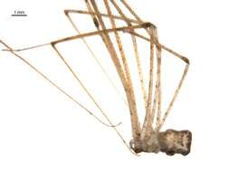 Image of Crossopriza maculipes (Spassky 1934)