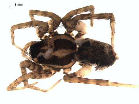 Image of Pardosa agrestis (Westring 1861)