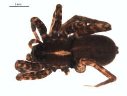 Image of Pardosa proxima (C. L. Koch 1847)