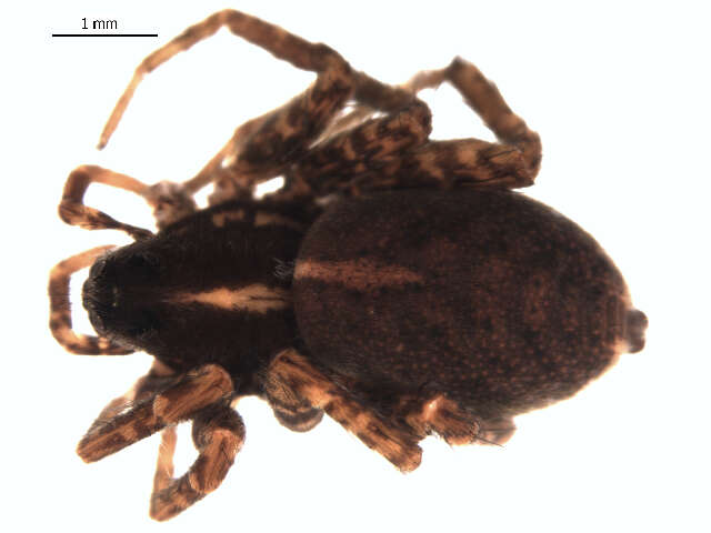 Image of Pardosa proxima (C. L. Koch 1847)