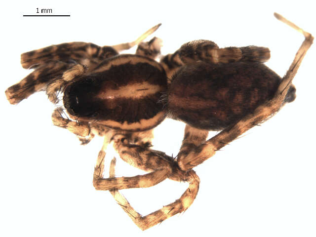 Image of Pardosa agrestis (Westring 1861)
