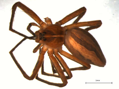 Image of Nursery-web spider