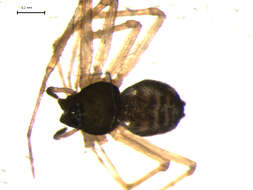 Image of Tenuiphantes flavipes (Blackwall 1854)