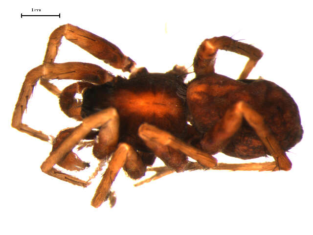 Image of Pardosa lugubris (Walckenaer 1802)