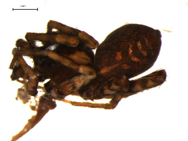 Image of Pardosa hortensis (Thorell 1872)