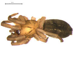 Image of Haplodrassus dalmatensis (L. Koch 1866)