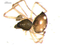 Image of Tenuiphantes flavipes (Blackwall 1854)