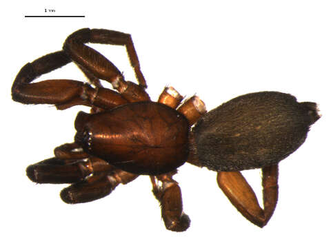 Image of Zelotes subterraneus (C. L. Koch 1833)