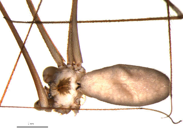 Image of Long-bodied Cellar Spider