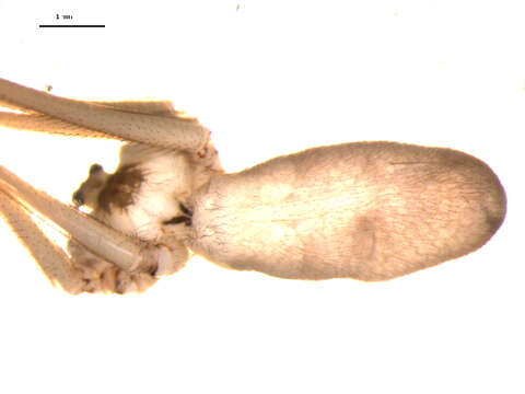 Image of Long-bodied Cellar Spider