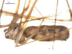 Image of Long-bodied Cellar Spider