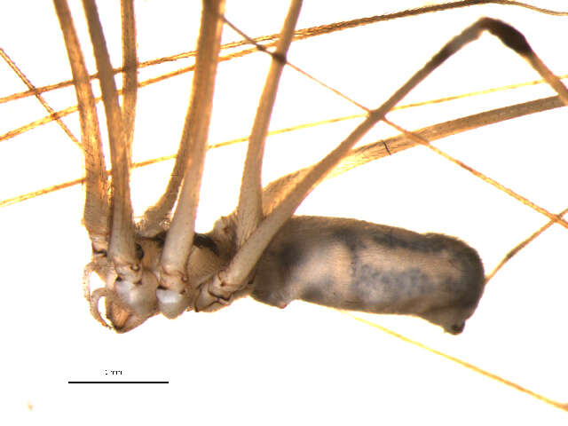 Image of Long-bodied Cellar Spider