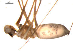 Image of Long-bodied Cellar Spider