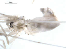 Image of Long-bodied Cellar Spider