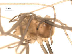 Image of Troguloidea
