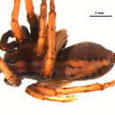 Image of Alopecosa mutabilis (Kulczyński 1908)