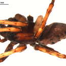 Alopecosa albostriata (Grube 1861) resmi