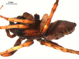 Alopecosa albostriata (Grube 1861) resmi