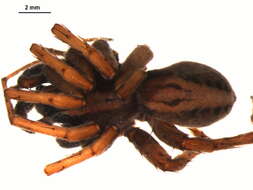 Alopecosa albostriata (Grube 1861) resmi