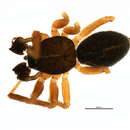 Sivun Agyneta saxatilis (Blackwall 1844) kuva