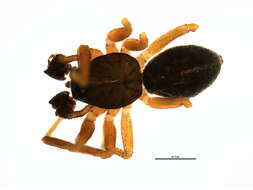 Sivun Agyneta saxatilis (Blackwall 1844) kuva