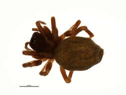 Image of Monocephalus fuscipes (Blackwall 1836)