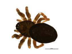 Image of Sintula corniger (Blackwall 1856)