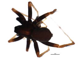 Image of Pardosa lugubris (Walckenaer 1802)