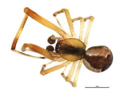 Image de Anelosimus vittatus (C. L. Koch 1836)