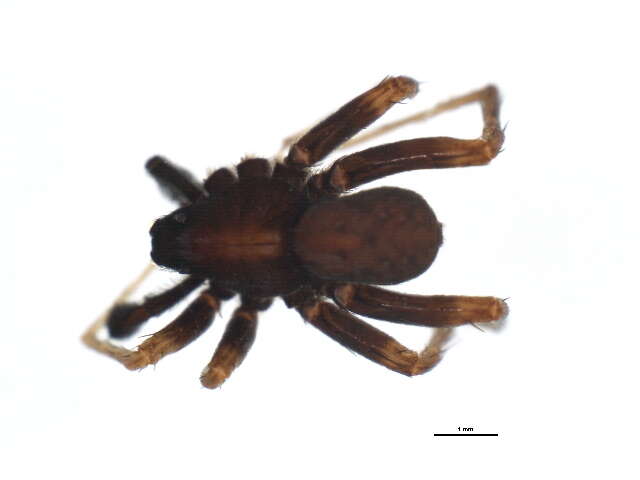 Image of Pardosa lugubris (Walckenaer 1802)