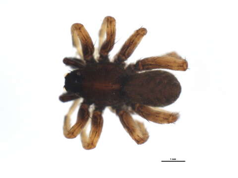 صورة Pardosa pullata (Clerck 1757)