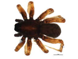 Image of Pardosa pullata (Clerck 1757)