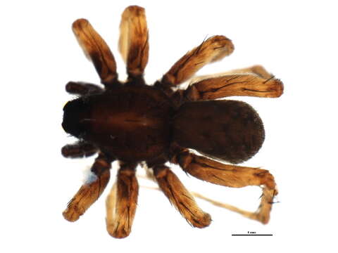 صورة Pardosa pullata (Clerck 1757)