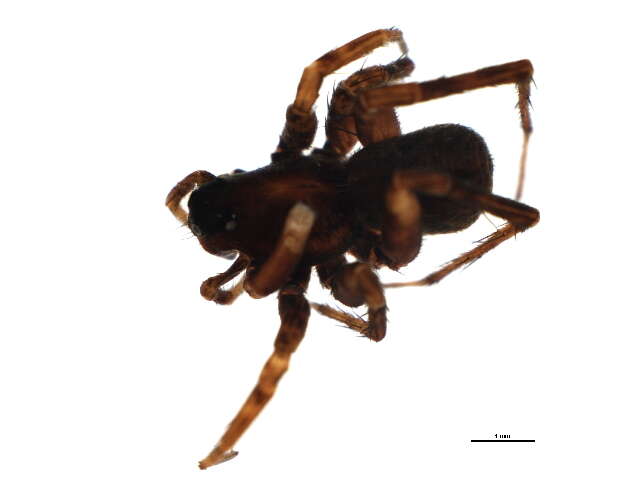 Image of Pardosa pullata (Clerck 1757)