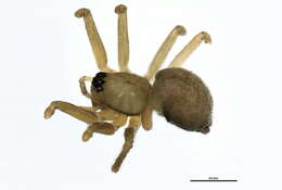 Image of Palliduphantes ericaeus (Blackwall 1853)