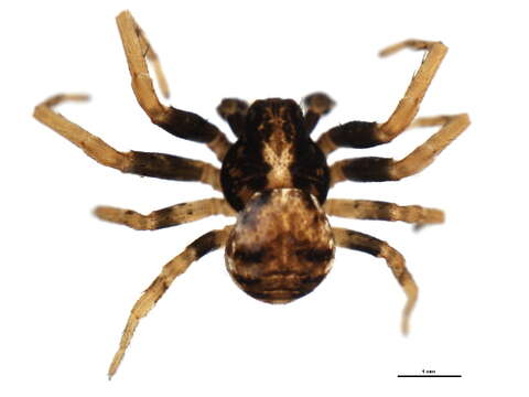 Image of Ozyptila simplex (O. Pickard-Cambridge 1862)