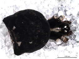 Image of Epeirotypus