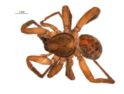 Image of Liocranid Sac Spider