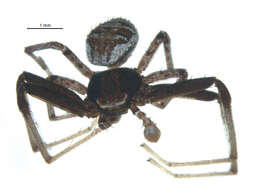 Image of Xysticus pellax O. Pickard-Cambridge 1894