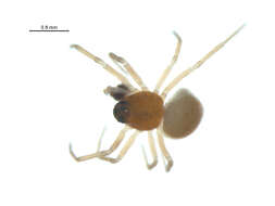 Image of Ceraticelus similis (Banks 1892)