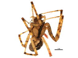 Image of Hammock Spider