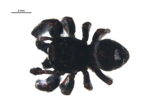 Phidippus audax (Hentz 1845) resmi