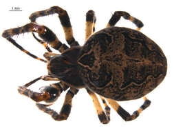 Image of Gray Cross Spider