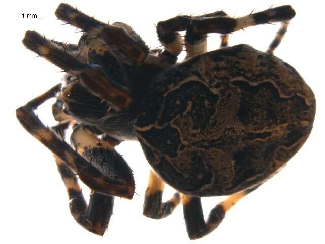 Image of Gray Cross Spider