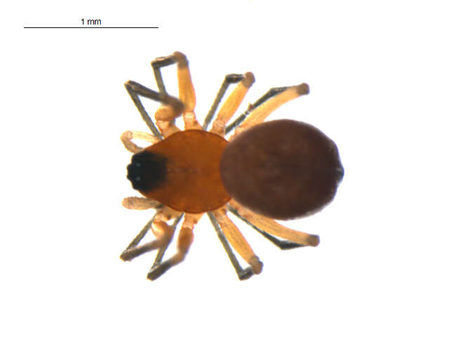 Sivun Ceratinopsis nigriceps Emerton 1882 kuva